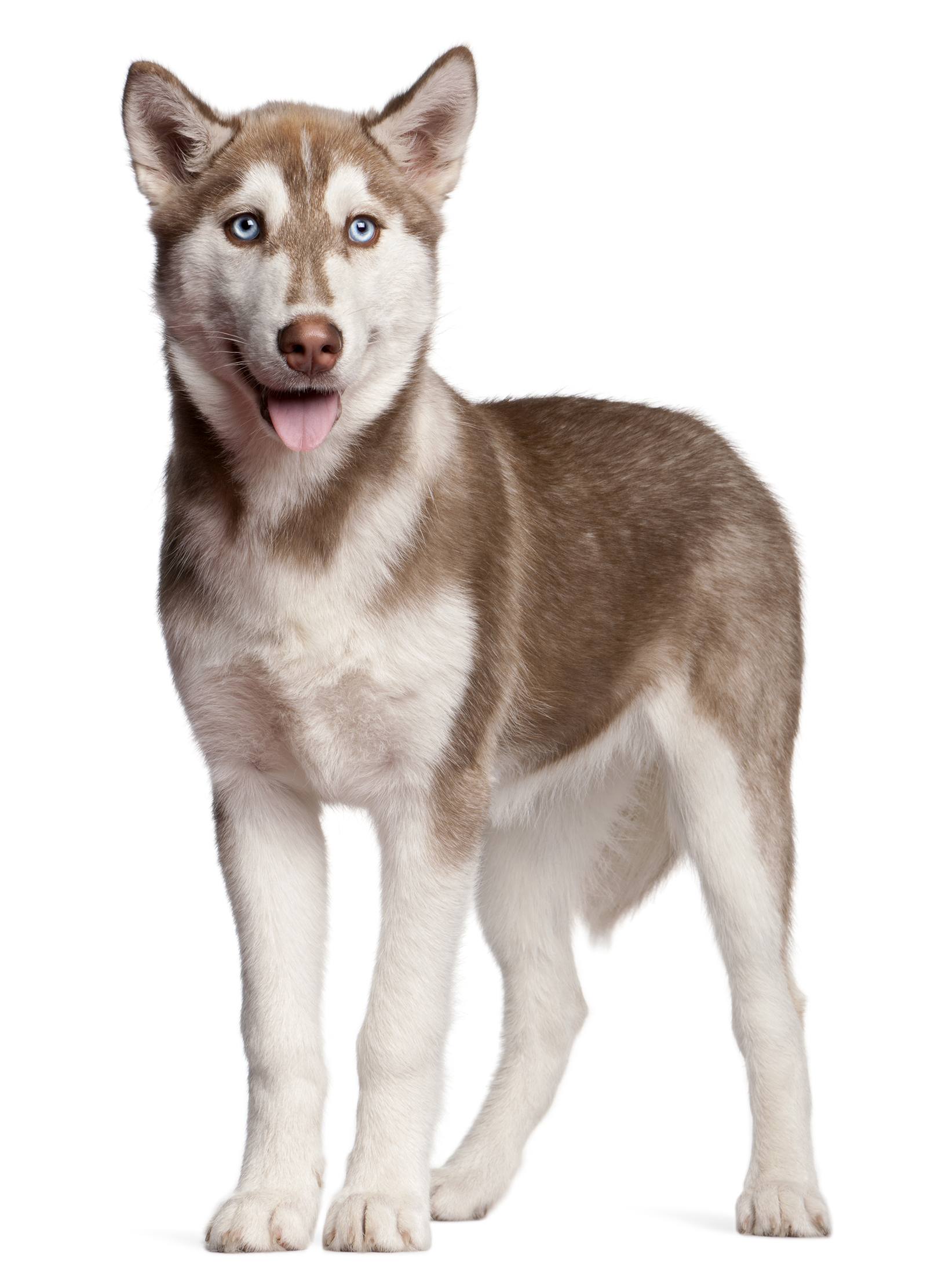 Les cinq races de chiens les plus souvent incomprises