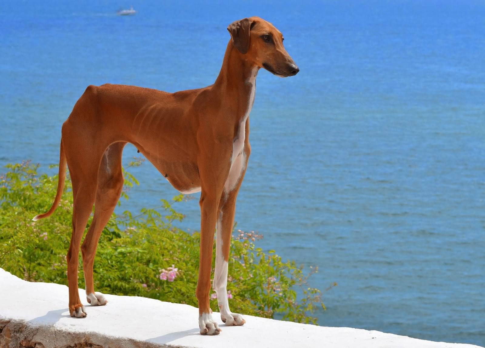 Les 7 races de chiens dont vous n'avez jamais entendu parler