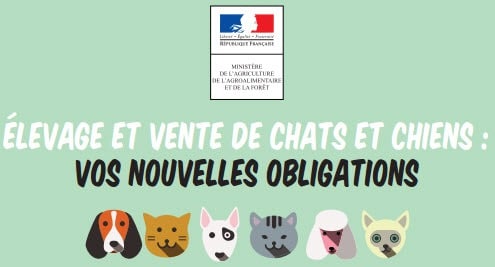 Achat et don de chien, vos nouvelles obligations