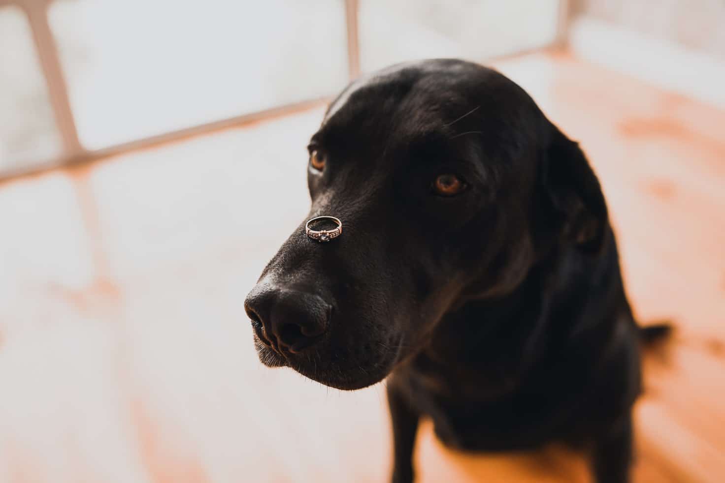 Le certificat d'engagement et de connaissance : ce que tout propriétaire de chien doit savoir