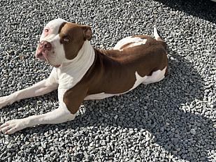 Donne american bully femelle 3 ans - Côtes d'Armor