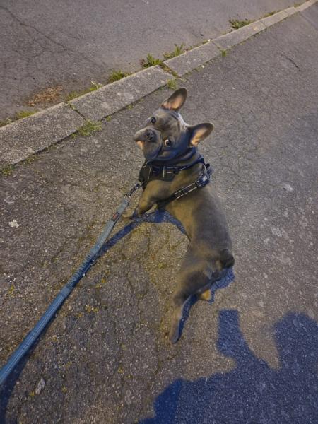 Donne bouledogue français mâle 1 an - Loire Atlantique