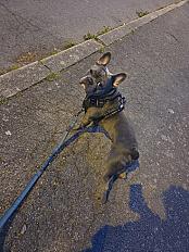 Donne bouledogue français mâle 1 an - Loire Atlantique