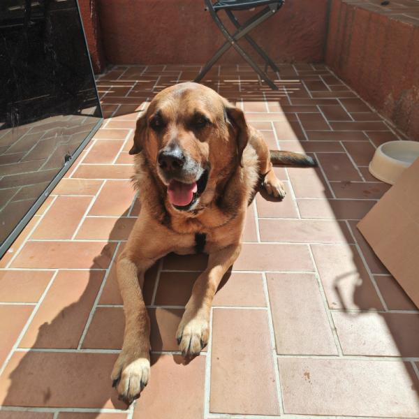 Donne labrador x berger mâle 9 ans - Hérault