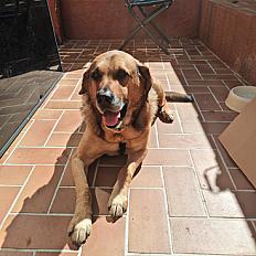 Donne labrador x berger mâle 9 ans - Hérault
