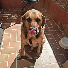 Donne labrador x berger mâle 9 ans - Hérault - Photo 2