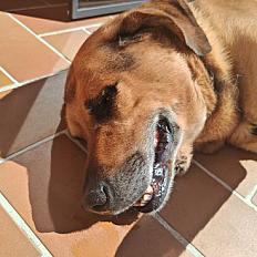 Donne labrador x berger mâle 9 ans - Hérault - Photo 3