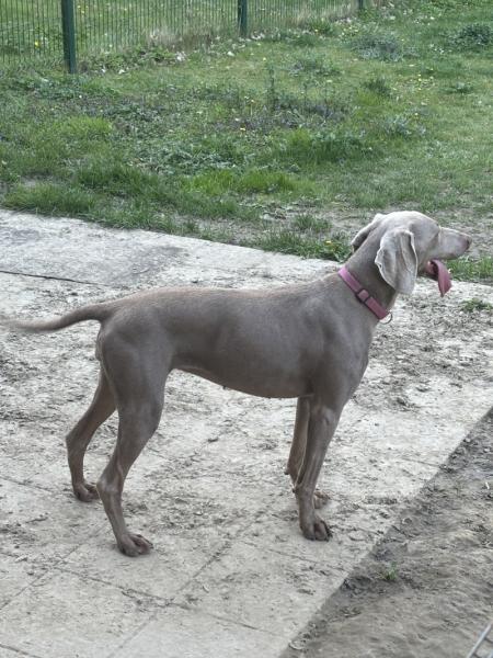 Braque de weimar femelle de 2 ans à adopter