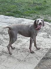 Braque de weimar femelle de 2 ans à adopter - Photo 2