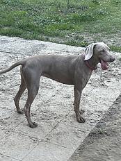 Braque de weimar femelle de 2 ans à adopter - Photo 3