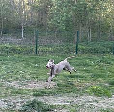 Braque de weimar femelle de 2 ans à adopter - Photo 4