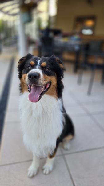 Male berger australien Venum