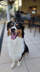 Male berger australien Venum