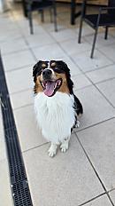 Male berger australien Venum - Photo 2