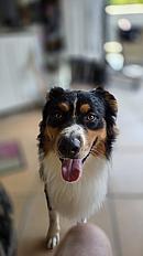 Male berger australien Venum - Photo 3