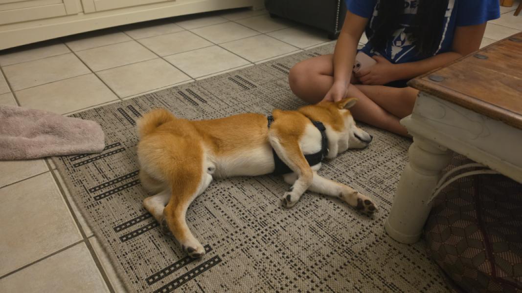Donne Loki type Shiba Inu de 7 mois - Eure