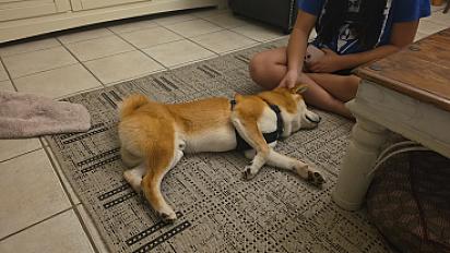 Donne Loki type Shiba Inu de 7 mois - Eure