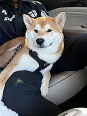 Donne Loki type Shiba Inu de 7 mois - Eure - Photo 2