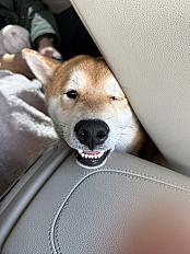 Donne Loki type Shiba Inu de 7 mois - Eure - Photo 3