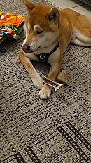 Donne Loki type Shiba Inu de 7 mois - Eure - Photo 4