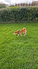 Donne Loki type Shiba Inu de 7 mois - Eure - Photo 5