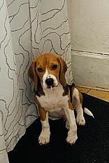 Donne Vadrouille beagle mâle 1 an et 8 mois - Oise