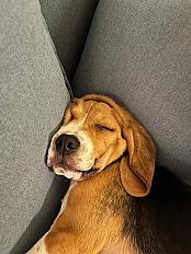 Donne Vadrouille beagle mâle 1 an et 8 mois - Oise - Photo 2