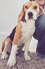 Donne Vadrouille beagle mâle 1 an et 8 mois - Oise - Photo 3