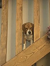 Donne Vadrouille beagle mâle 1 an et 8 mois - Oise - Photo 4