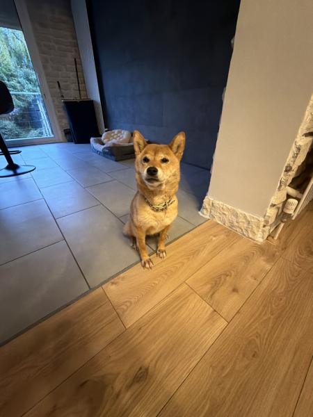 Donne Shiba inu femelle 3 ans -  Essonne