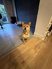 Donne Shiba inu femelle 3 ans -  Essonne
