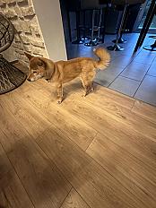 Donne Shiba inu femelle 3 ans -  Essonne - Photo 2