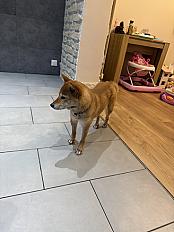 Donne Shiba inu femelle 3 ans -  Essonne - Photo 3