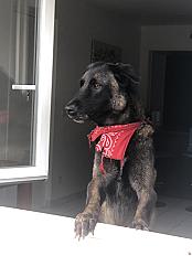 Donne malinois mâle 6 ans - Seine et Marne - Photo 2