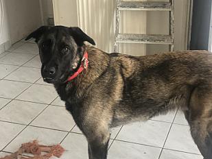 Donne malinois mâle 6 ans - Seine et Marne