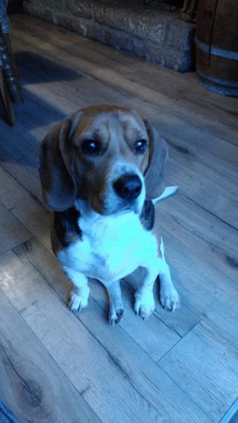 Donne T'choupi Beagle mâle 3,5 ans - Morbihan