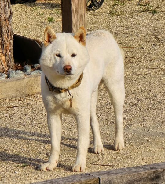 Donne shiba inu blanc mâle 2 ans - Hérault