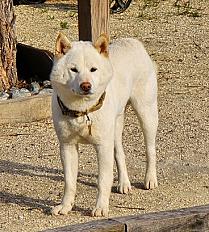 Donne shiba inu blanc mâle 2 ans - Hérault