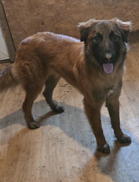 Donne beau malinois mâle 16 mois - Bouches du Rhône