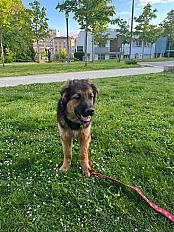 Donne chiot Volt berger allemand - Paris - Photo 2