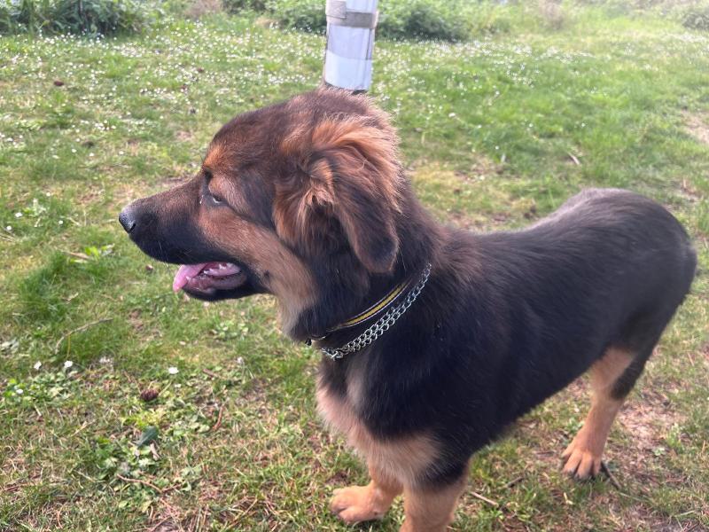 Donne chiot Volt berger allemand - Paris