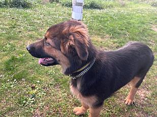 Donne chiot Volt berger allemand - Paris