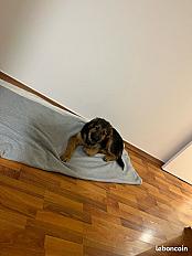 Donne chiot Volt berger allemand - Paris - Photo 3