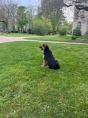 Donne chiot Volt berger allemand - Paris - Photo 4