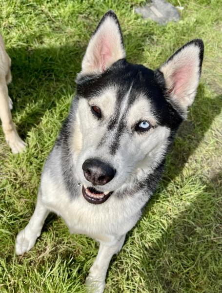 Donne husky x berger allemand 4 ans - Pas de Calais