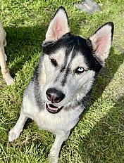 Donne husky x berger allemand 4 ans - Pas de Calais