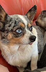 Donne Chihuahua femelle 7 ans - Seine et Marne - Photo 2