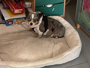 Donne Chihuahua femelle 7 ans - Seine et Marne - Photo 3