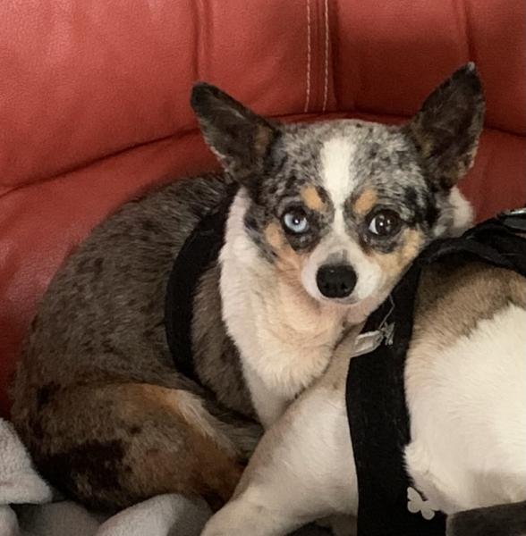 Donne Chihuahua femelle 7 ans - Seine et Marne