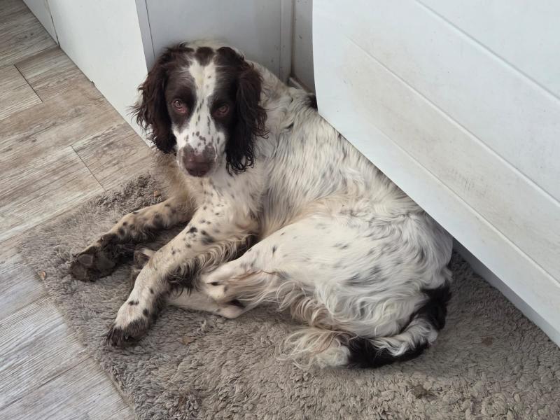 Cherche bonne famille pour English Springer Spaniel mâle 5 ans - Seine et Marne